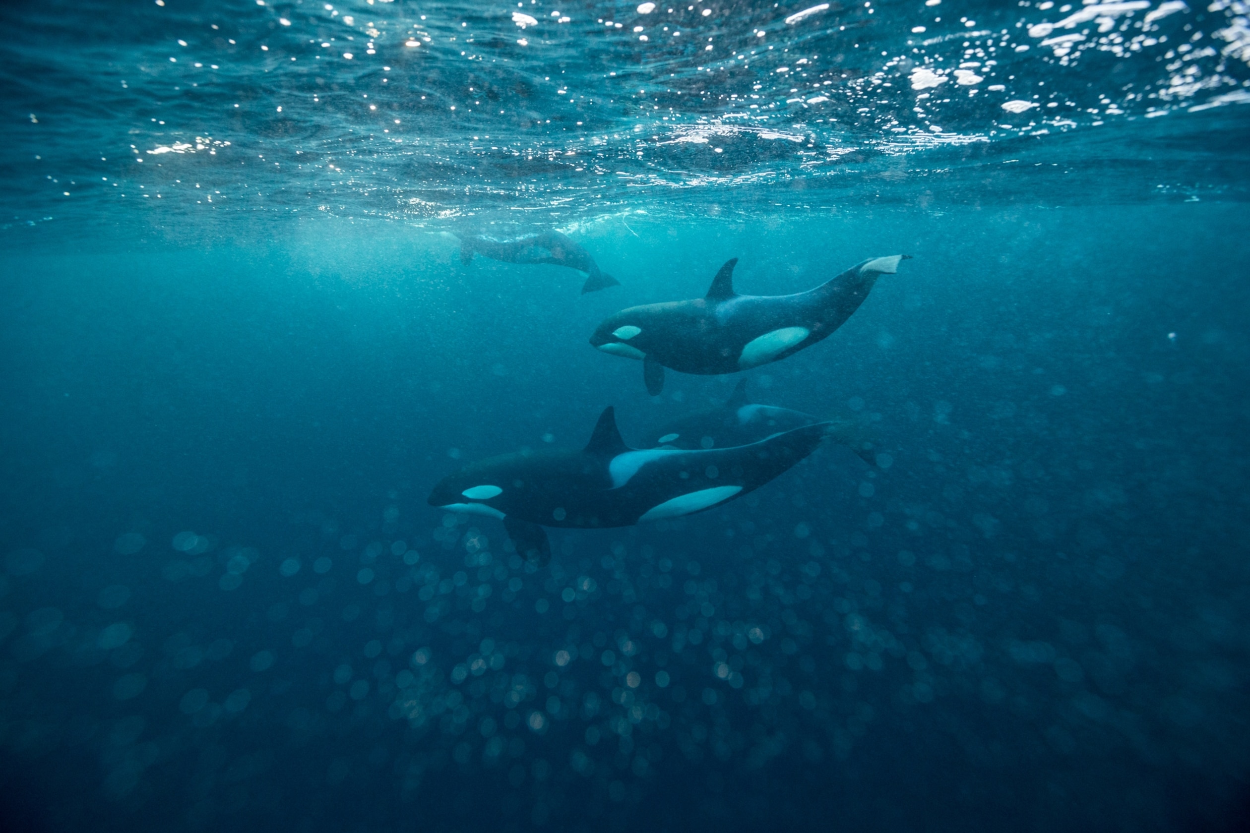 Orca attacks on yachts in the Straits of Gibraltar. - Trafalgar Sailing